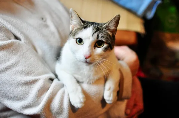 Kot do adopcji, Milanówek, 10 lutego 2026 (1/5)