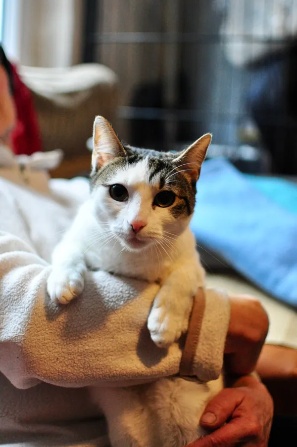 Kot do adopcji, Milanówek, 10 lutego 2026 (3/5)