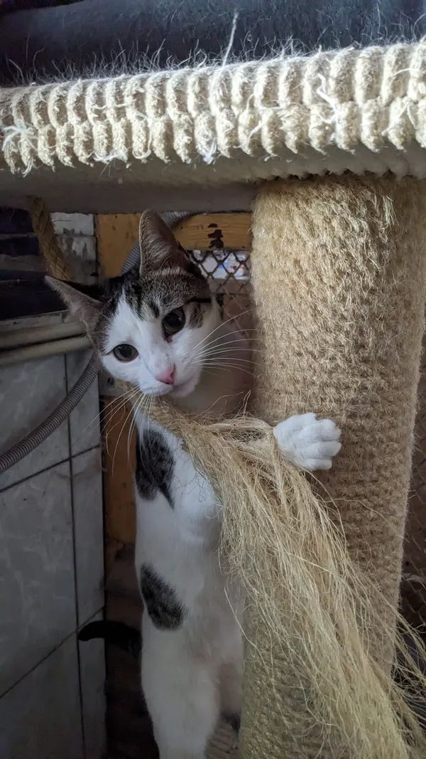 Kot do adopcji, Milanówek, 10 lutego 2026 (5/5)