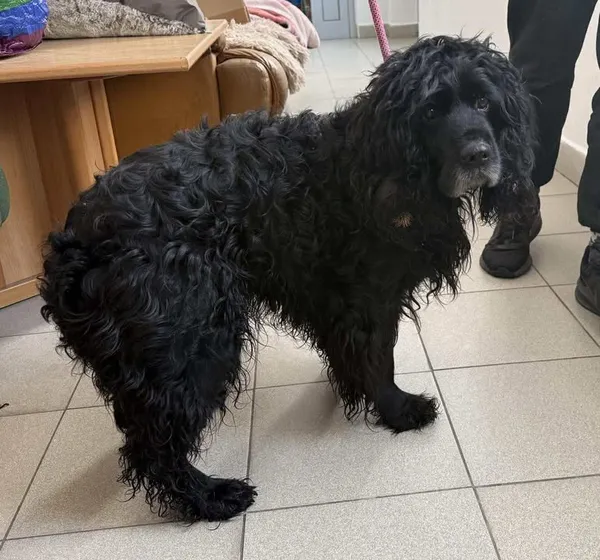 Znaleziono psa, Lublin, 11 lutego 2026