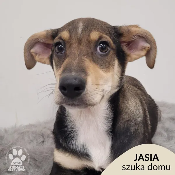 Pies do adopcji, Gdynia, 11 lutego 2026 (1/5)