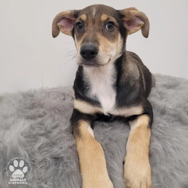Pies do adopcji, Gdynia, 11 lutego 2026 (2/5)