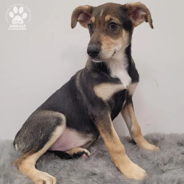 Pies do adopcji, Gdynia, 11 lutego 2026 (3/5)