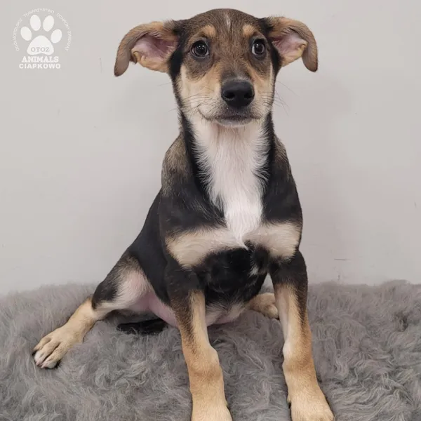 Pies do adopcji, Gdynia, 11 lutego 2026 (4/5)