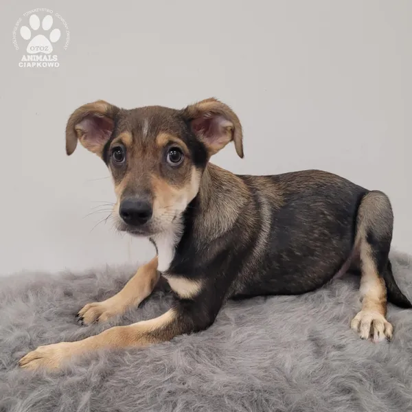 Pies do adopcji, Gdynia, 11 lutego 2026 (5/5)