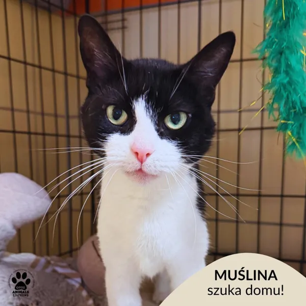 Kot do adopcji, Gdynia, 11 lutego 2026 (1/5)