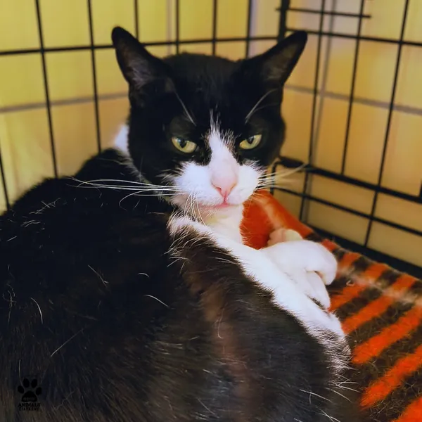 Kot do adopcji, Gdynia, 11 lutego 2026 (5/5)