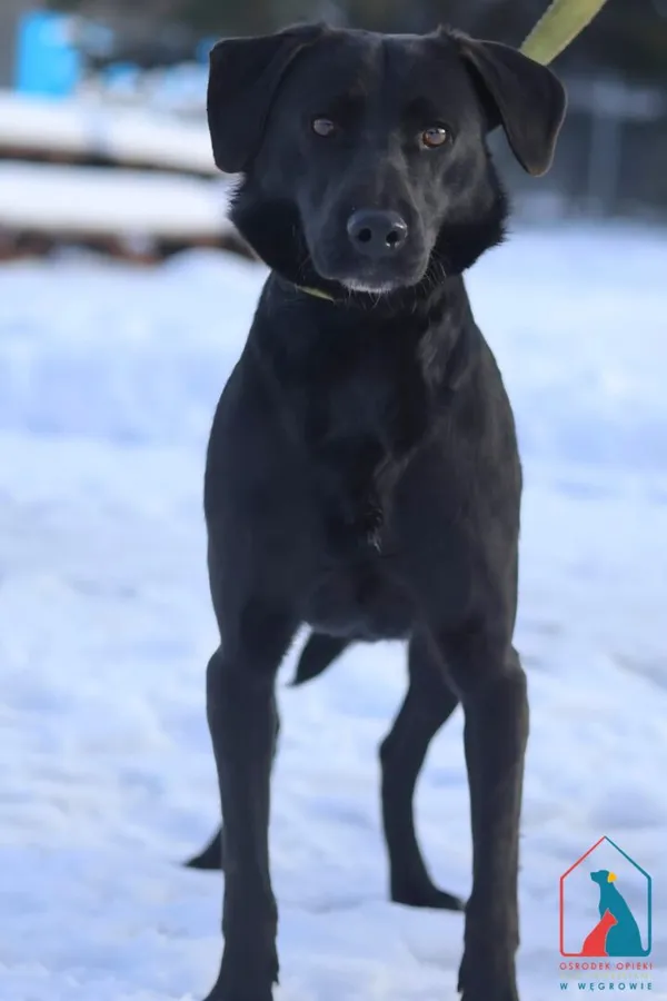 Pies do adopcji, Grudziądz, 14 stycznia 2026