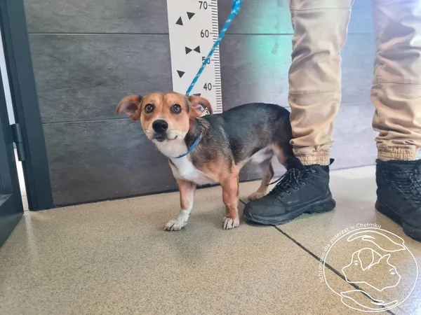 Znaleziono psa, Chełmek, 11 lutego 2026