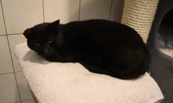 Kot do adopcji, Częstochowa, 8 września 2025 (2/2)