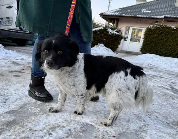 Znaleziono psa, Chojnice, 11 lutego 2026 (1/2)