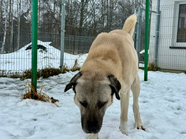 Znaleziono psa, Chojnice, 10 lutego 2026 (1/3)