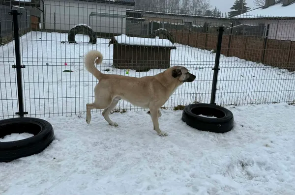 Znaleziono psa, Chojnice, 10 lutego 2026 (2/3)