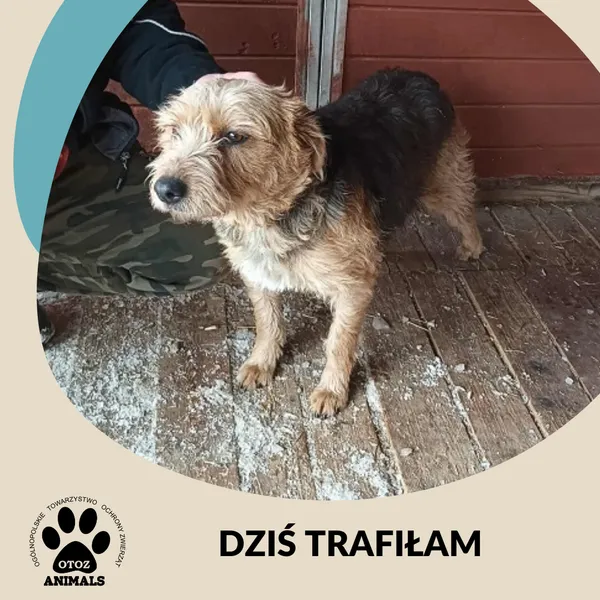 Znaleziono psa, Dąbrówka, 10 lutego 2026