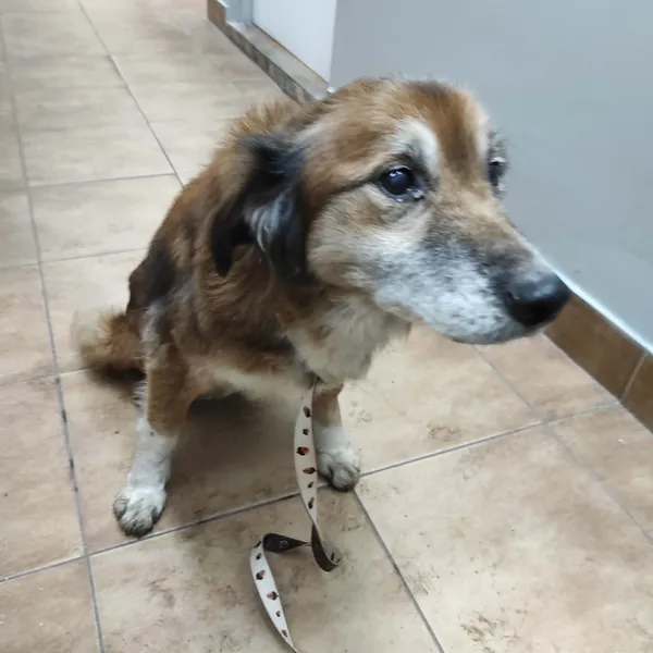 Znaleziono psa, Sosnowiec, 10 lutego 2026