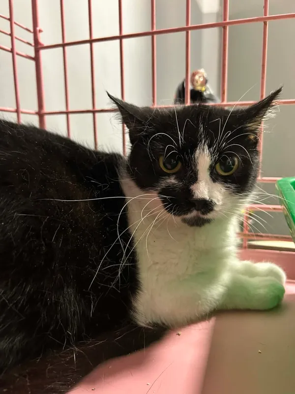 Kot do adopcji, Zgierz, 11 lutego 2026