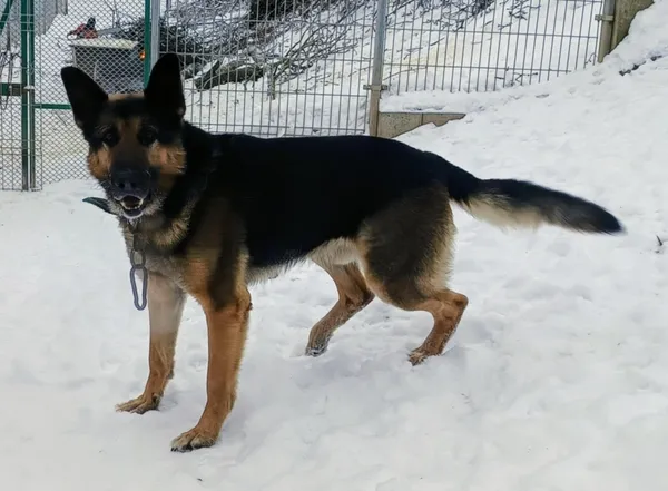 Znaleziono psa, Pieckowo, 10 lutego 2026 (1/2)