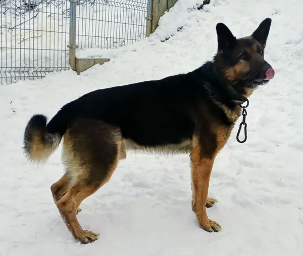 Znaleziono psa, Pieckowo, 10 lutego 2026 (2/2)