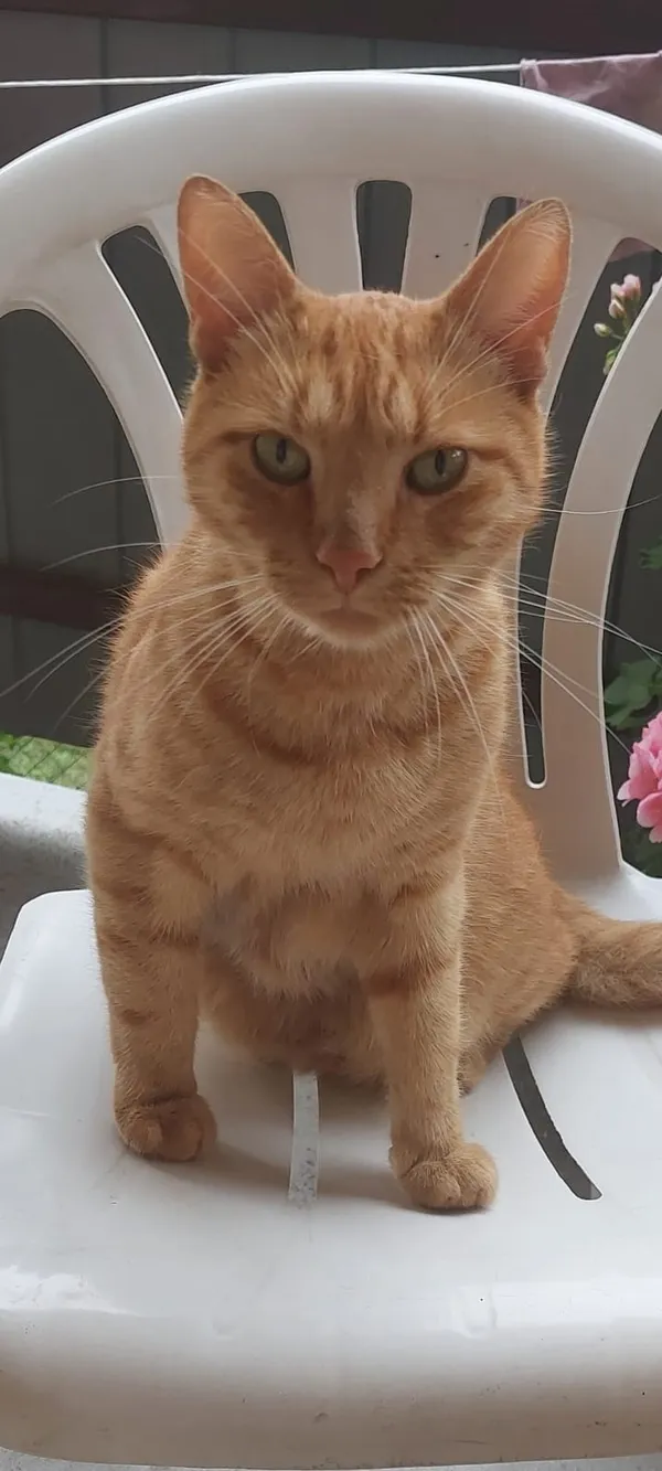 Zaginął kot, Zaczernie, 12 lutego 2026 (1/2)