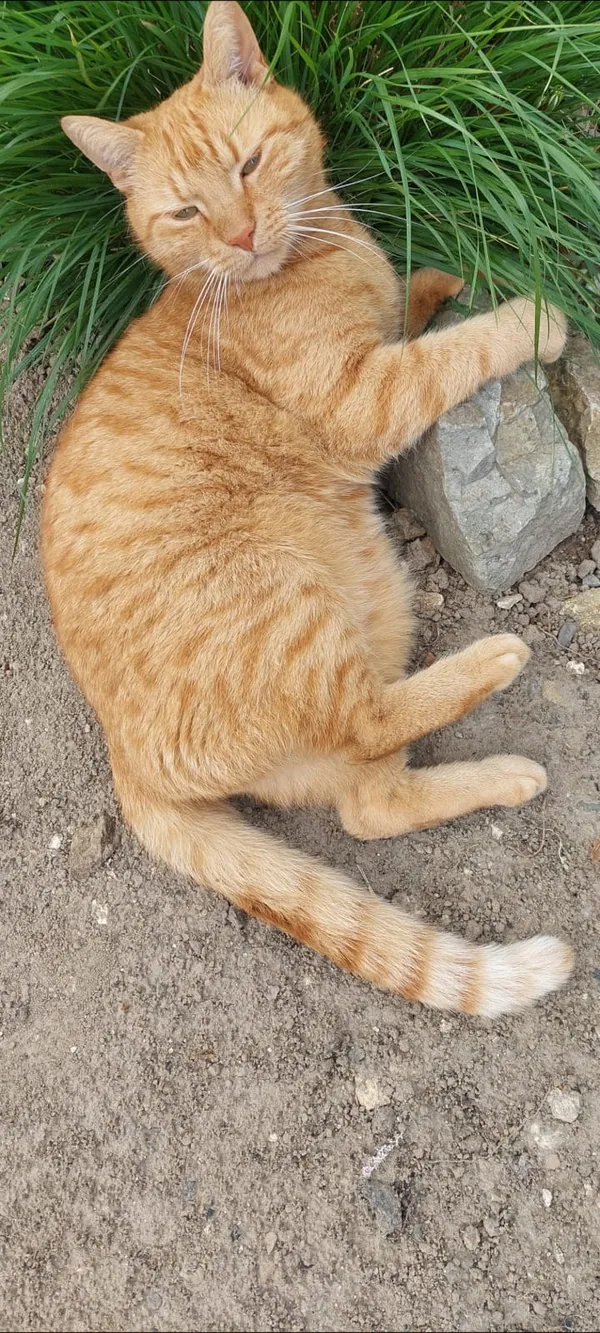 Zaginął kot, Zaczernie, 12 lutego 2026 (2/2)