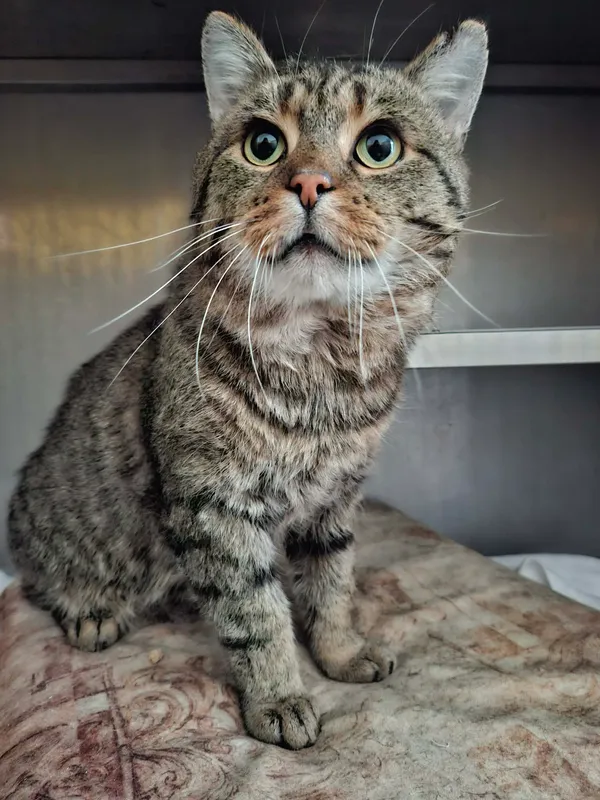 Kot do adopcji, Olsztyn, 13 stycznia 2026 (2/2)