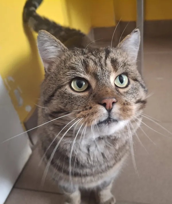 Kot do adopcji, Olsztyn, 13 stycznia 2026 (1/3)