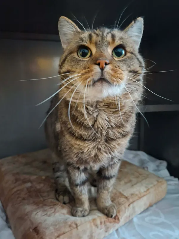 Kot do adopcji, Olsztyn, 13 stycznia 2026 (2/3)