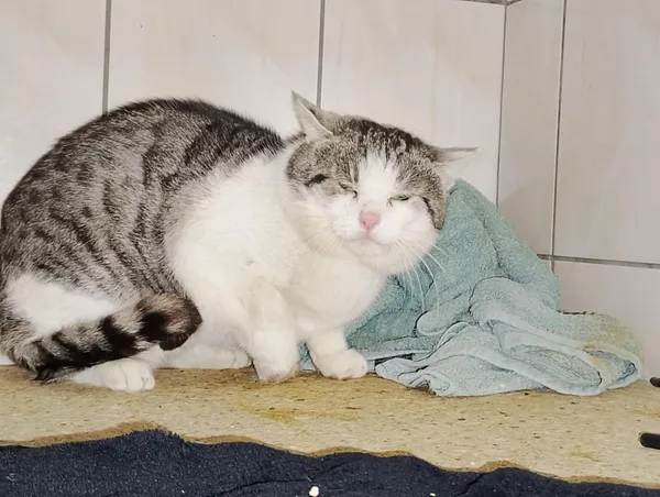 Kot do adopcji, Orzechowce, 10 lutego 2026 (1/3)