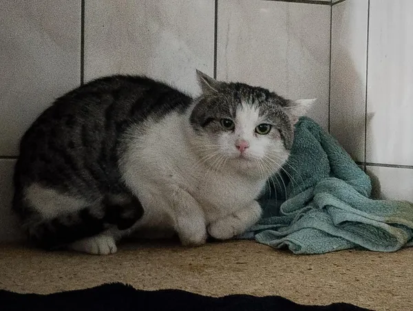 Kot do adopcji, Orzechowce, 10 lutego 2026 (3/3)