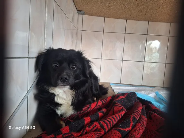 Pies do adopcji, Orzechowce, 5 lutego 2026