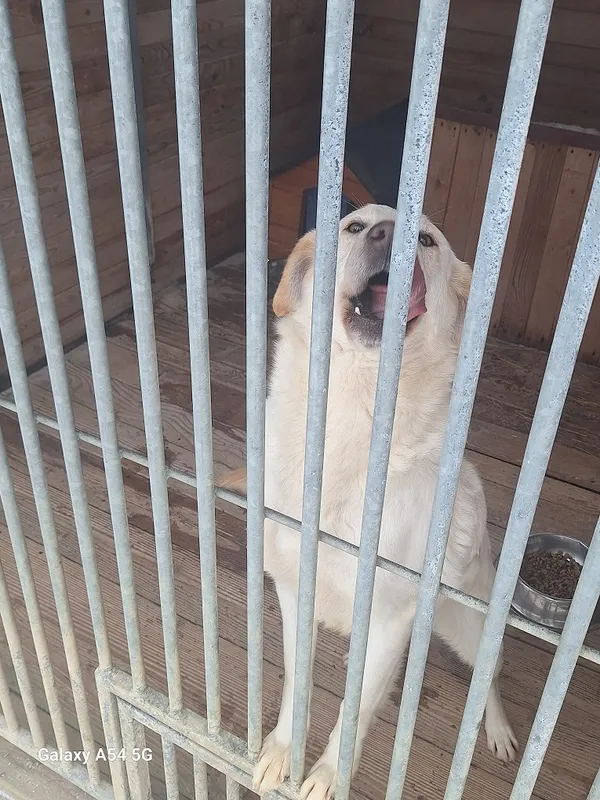Pies do adopcji, Orzechowce, 5 lutego 2026 (2/4)