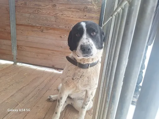 Pies do adopcji, Orzechowce, 3 lutego 2026 (1/2)