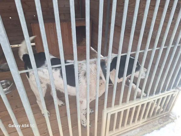 Pies do adopcji, Orzechowce, 3 lutego 2026 (2/2)