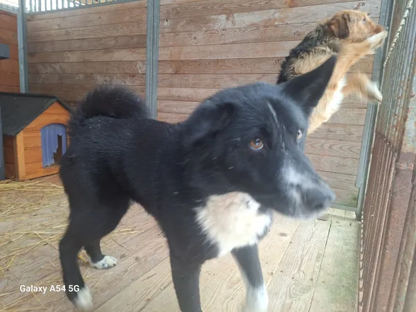 Pies do adopcji, Orzechowce, 3 lutego 2026 (1/2)