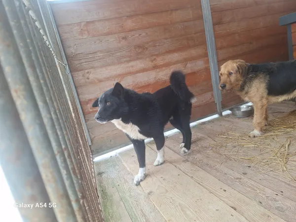 Pies do adopcji, Orzechowce, 3 lutego 2026 (2/2)