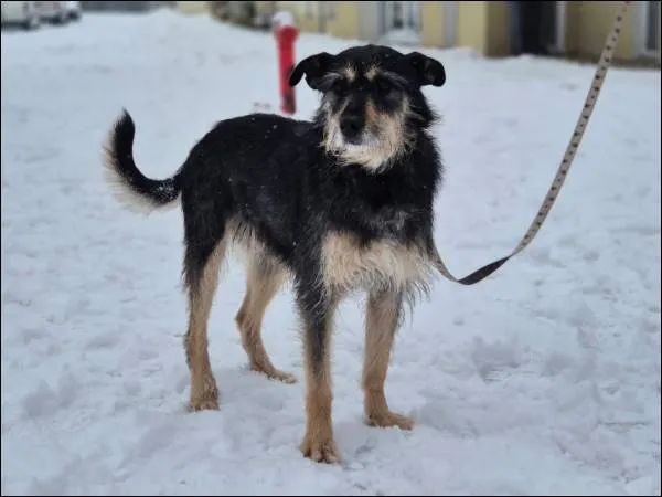 Znaleziono psa, Grudziądz, 19 grudnia 2025