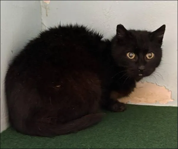 Znaleziono kota, Grudziądz, 11 lutego 2026