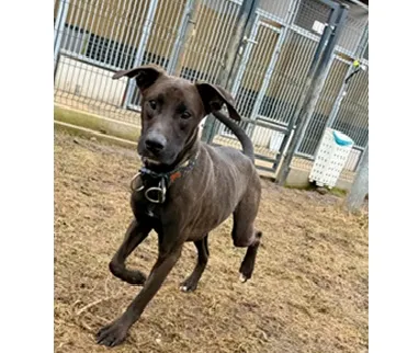 Pies do adopcji, Wrocław, 3 stycznia 2026