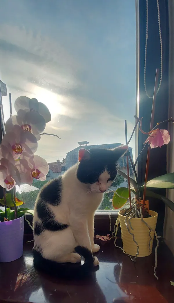 Zaginął kot, Łowicz, Przedmieście, 12 lutego 2026 (1/2)