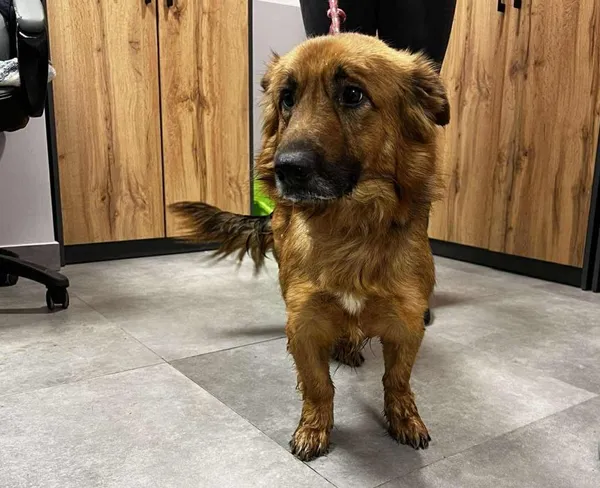 Znaleziono psa, Toruń, 11 lutego 2026