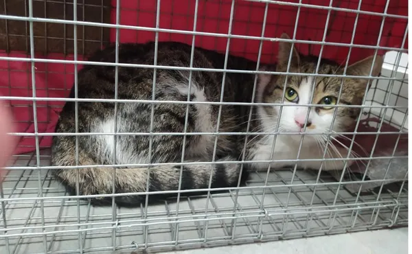 Znaleziono kota, Toruń, 11 lutego 2026