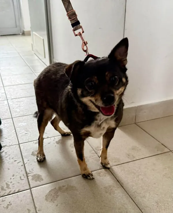 Znaleziono psa, Lublin, 12 lutego 2026