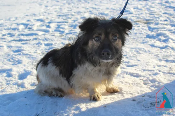 Pies do adopcji, Grudziądz, 9 stycznia 2026