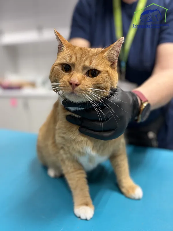 Znaleziono kota, Szczecin, 12 lutego 2026