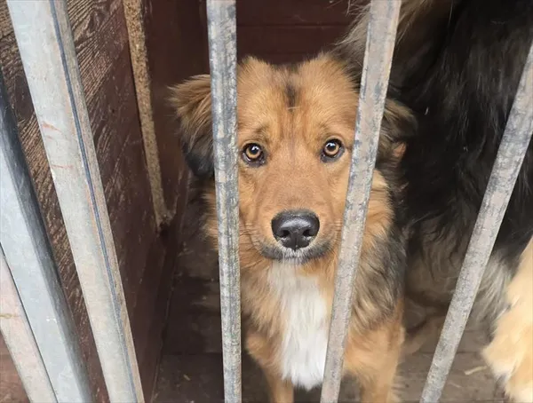 Pies do adopcji, Gorzów Wielkopolski, 7 lutego 2026