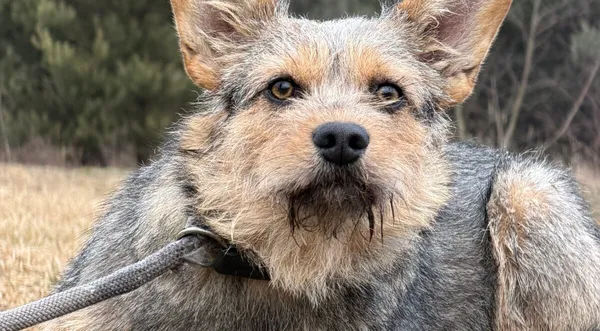 Pies do adopcji, Pieczyska, 12 lutego 2026 (1/5)