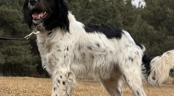 Pies do adopcji, Pieczyska, 12 lutego 2026 (1/5)