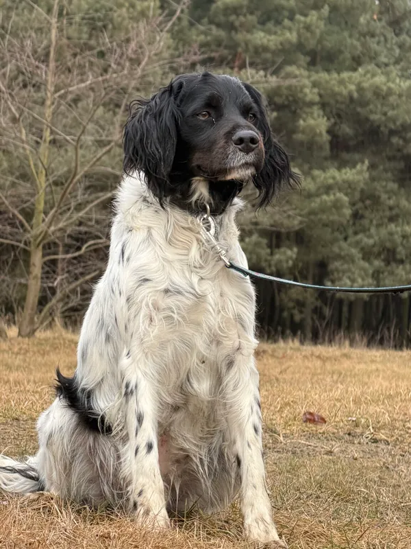 Pies do adopcji, Pieczyska, 12 lutego 2026 (3/5)