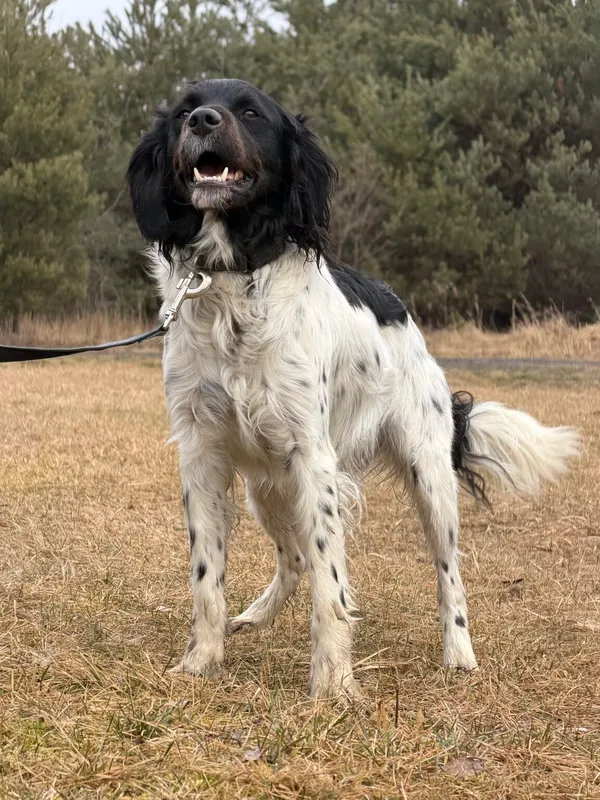 Pies do adopcji, Pieczyska, 12 lutego 2026 (4/5)