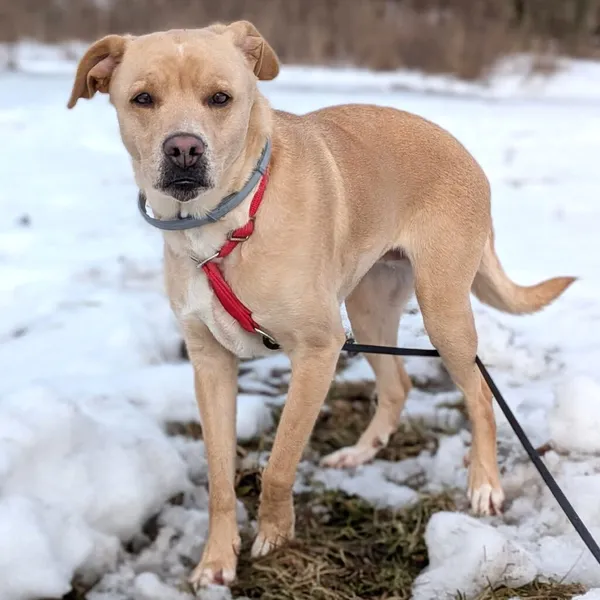 Pies do adopcji, Korabiewice, 12 lutego 2026